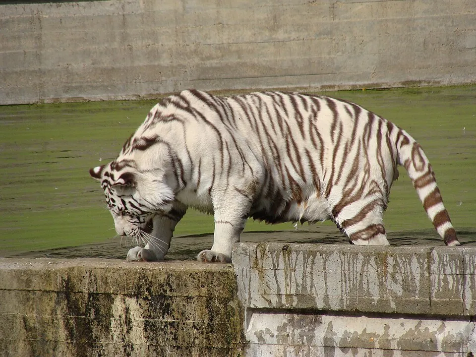 Un tigre en el Zoo Aquarium de Madrid.